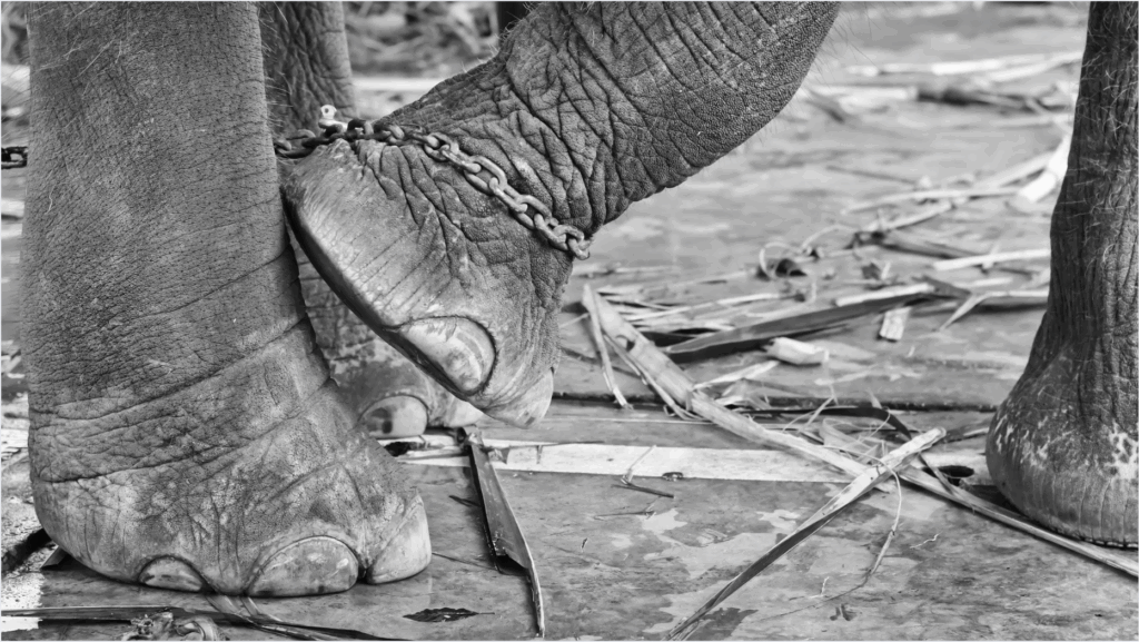 elefante